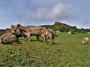 69 Le mucche si attardano al pascolo meridiano